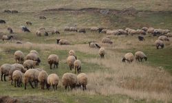 Yerli Irklara 2,7 Milyar Liralık Dev Destek