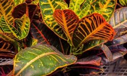 Kraton Bitkisi Nasıl Yetiştirilir ve Bakımı Nasıl Olmalıdır?