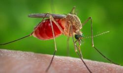 Küba’da Sivrisinek Salgını Can Aldı: 33 Kişi Öldü