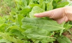 Kuzu Kulağı Nasıl Yetiştirilir ve Bakımı Nasıl Olmalıdır?