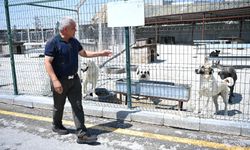 Mamak Belediyesinden Hayvan Barınağıyla İlgili İddialara Yalanlama