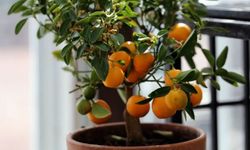 Mandalina Nasıl Yetiştirilir ve Bakımı Nasıl Olmalıdır?