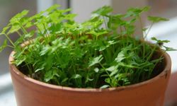 Maydanoz Nasıl Yetiştirilir ve Bakımı Nasıl Olmalıdır?