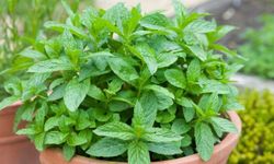 Nane Nasıl Yetiştirilir? Bakımı Nasıl Olmalıdır?