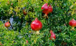 Nar Ağacı Nasıl ve Nerede Yetiştirilir? Bakımı Nasıl Olmalıdır?