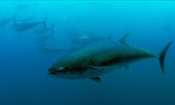 ICCAT Kararıyla Türkiye’nin Orkinos Kotası Artırıldı