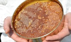 Doğu Karadeniz’in Balı Almanya ve ABD’de Yoğun Talep Gördü