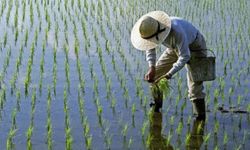 Pirinç Neden Suyun Altında Yetişir? Aerenkima Mucizesi