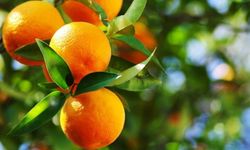 Portakal Nasıl Yetiştirilir ve Bakımı Nasıl Olmalıdır?