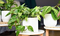 Potos Bitkisi Nasıl Yetiştirilir ve Bakımı Nasıl Olmalıdır?