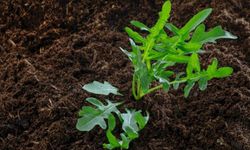 Roka Nasıl Yetiştirilir ve Bakımı Nasıl Olmalıdır?