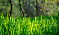 Rüyada Çimen Görmek, Üzerinde Yürümek, Yeşil Çimen, Kurumuş Çimen ve Biçmek Ne Anlama Gelir?