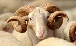 Rüyada Koç Görmek, Koç Kesmek, Koç Sürüsü Görmek, Koç Saldırısı Ne Anlama Gelir?