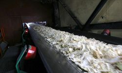 Muş ve Van’da Şeker Üretimi Bu Yıl 76 Bin Tonu Aşacak