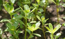 Semizotu Nasıl Yetiştirilir ve Bakımı Nasıl Olmalıdır?