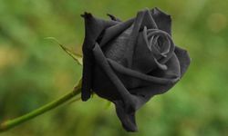 Siyah Gül Neden Doğada Yetişmez?