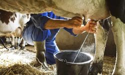 Süt Şirketi Bedava Hisse Dağıtacak: Nasıl Alınır, YAPRK Hisse Ne Zaman Bölünecek?