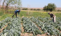 Tarımda Yaşlanan Nüfus: Gençleri Sektöre Çekme Çağrısı