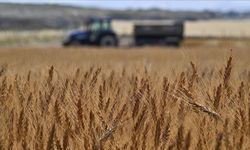 Tarımsal Girdi Fiyat Endeksi Ekimde Yıllık ve Aylık Arttı