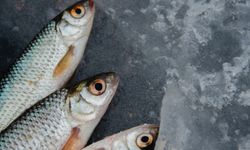 Temizlenmemiş Çiğ Balık Nasıl Saklanır?