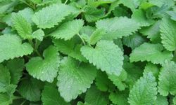 Oğul Otunun (Melisa) Bakımı Nasıl Olmalıdır?