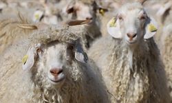 Tiftikte Yeni Sözleşme Süresi Düzenlemesi