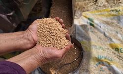 TMO Güvence Verdi: Hububat Stokları Yeni Hasada Kadar Yeterli
