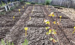 12 Bin Yıllık Miras Toprakla Buluştu: Siyez Ekimi Başladı