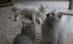 Ankara Kedisinin Nesli Korunuyor: Pursaklarda 700 Kedi Sahiplendirildi