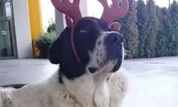 “Matmazel” Şiddet Görmüş! Rapor Gerçeği Ortaya Çıkardı