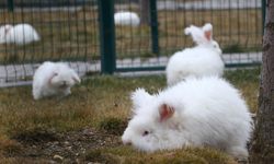 Ankara Tavşanı 300 Yıl Sonra Evine Döndü