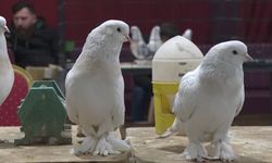 Ankara’da Kanatlı Güzellik Yarışı: 330 Şebap Güvercini Nefes Kesti