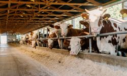 Besi Tesislerinde Üretim Kapasitesi Artıyor