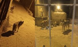 Beypazarı’nda Kurt Paniği: Aç Kurtlar Şehre İndi