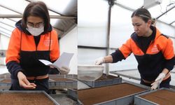 Çankaya Belediyesi’nden Çansera’da Su Dostu Çiçek Üretimi