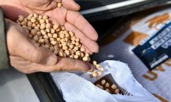 Çiftçiye Müjde! Ankara'da Nohut Tohumu Desteği: Başvurular Başlıyor