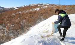Çubuk’ta Yaban Hayvanlarına Yardım Eli: Doğaya Yem Bırakıldı