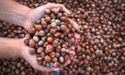 Fındık İhracatı 2025’te Beklentileri Karşılamadı