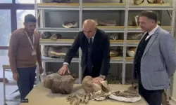 Fillerden Bile Daha Büyük! 30 Milyon Yıllık Dev Fosil Artık Ankara'da