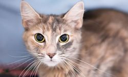 Hayvanların Göz Bebekleri Neden Farklıdır?