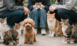 İnsanları En İyi Anlayan Hayvan Hangisidir? Cevaba Şaşıracaksınız!