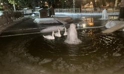 Ankara'da Eksi 11 Derece Şoku: Kuğulu Park Buz Kesti!