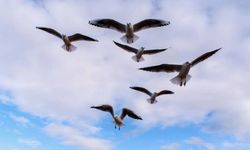 Kuşlar Uçarken Neden Birbirine Çarpmaz?