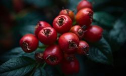 Neden ‘Süper Besin’ Deniyor? Üvezin Bilinmeyen Yönleri