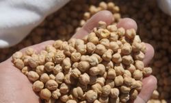 Beypazarı'nda Üreticiye Nohut Müjdesi: Başvurular Başladı