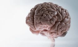 Öğrenmek Beyni Gerçekten Büyütüyor mu?