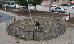 Keçiören Belediyesi’nden Park ve Bahçelere Kapsamlı Bakım