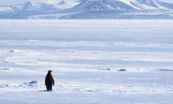 Penguenler Aşırı Soğukta Nasıl Hayatta Kalır? Dayanıklılık Sırları
