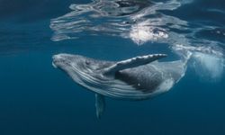 Rüyada Balina Görmek, Büyük Beyaz Balina, Denizde Mavi Balinayla Karşılaşmak ve Balina Avlamak Ne Anlama Gelir?