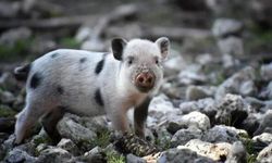 Rüyada Domuz Görmek, Beyaz ve Siyah Domuz Görmek, Domuz Eti Yemek, Domuz Sürüsü Görmek ve Domuza Binmek Ne Anlama Gelir?